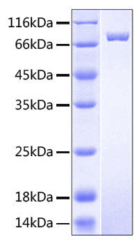 Recombinant Human BCAM/CD239 Protein