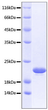 Recombinant Human KLRB1/CD161 Protein