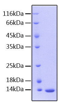 Recombinant Human c-Kit/CD117 Protein