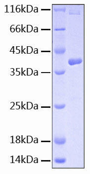 Recombinant Human IL-15RA/CD215 Protein