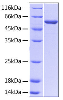 Recombinant Human IL-3RA/CD123 Protein