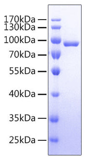 Recombinant Human IL-1R1/CD121a Protein