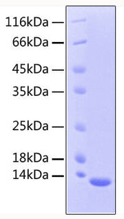 Recombinant Human Mature TGF-beta 2 Protein