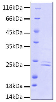 Recombinant Human PSMA/FOLH1 Protein