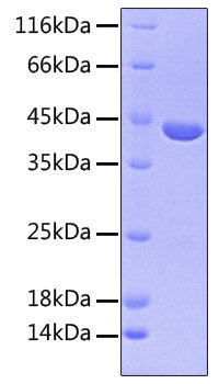 Recombinant Human FGFR-3 beta (IIIc)/CD333 Protein