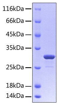Recombinant Human FGFR-3 alpha (IIIc)/CD333 Protein