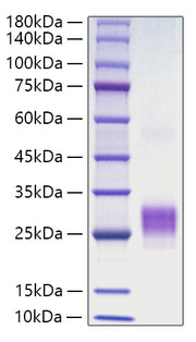 Recombinant Human TNFSF4/OX40 ligand/CD252 Protein