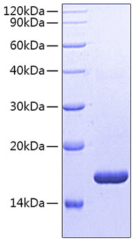 Recombinant Human Fc gamma RIIB/FCGR2B/CD32b Protein