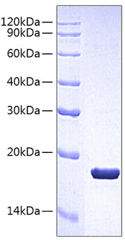 Recombinant Human Fc gamma RIIA/FCGR2A/CD32a Protein
