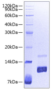 Recombinant Human CD24 Protein