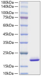 Recombinant Mouse FGF-1/aFGF Protein