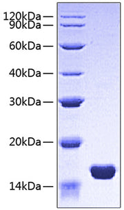 Recombinant Human FABP3/H-FABP Protein