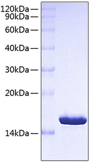Recombinant Human CTLA-4/CD152 Protein