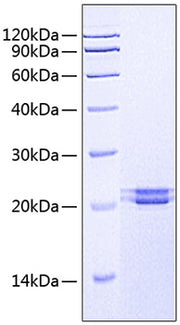 Recombinant Human FAM3C Protein