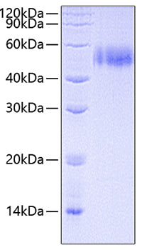 Recombinant Human CEACAM3/CD66d Protein