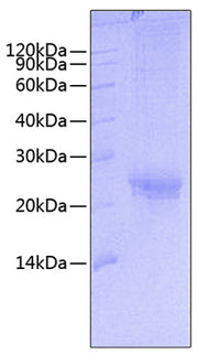Recombinant Human TNFSF7/CD27 Ligand/CD70 Trimer Protein