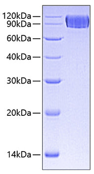 Recombinant Human TNFSF7/CD27 Ligand/CD70 Protein