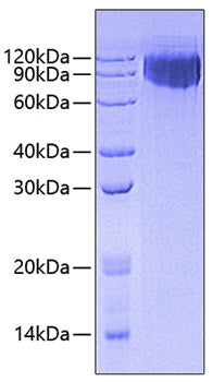 Recombinant Human CD47 Protein