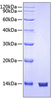 Recombinant Human CD47 Protein