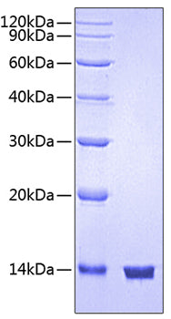 Recombinant Human CD47 Protein