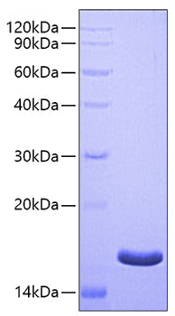 Recombinant Human CD44 Protein