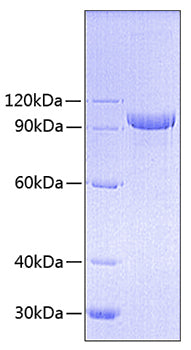 Recombinant Human CD40 Ligand/TNFSF5 Trimer Protein