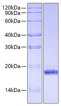 Recombinant Human IFN-alpha 6 Protein