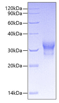 Recombinant Human TNFRSF5/CD40 Protein
