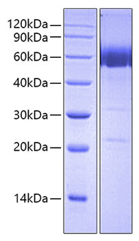 Recombinant Human CD38 Protein