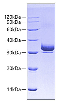 Recombinant Human Siglec-3/CD33 Protein