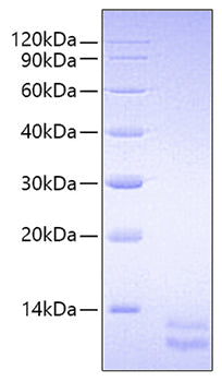 Recombinant Human Siglec-3/CD33 Protein