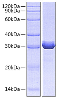 Recombinant Human B7-2/CD86 Protein
