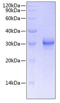 Recombinant Human B7-2/CD86 Protein
