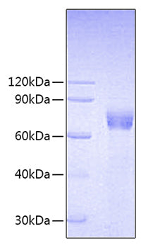 Recombinant Human/Cynomolgus/Rhesus macaque CD28 Protein