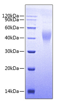 Recombinant Human/Cynomolgus/Rhesus macaque CD28 Protein