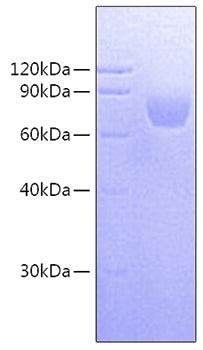 Recombinant Human/Cynomolgus/Rhesus macaque CD28 Protein
