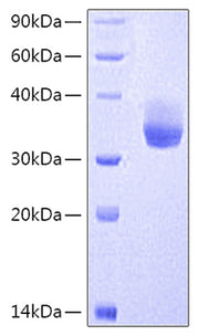 Recombinant Human CD3E&CD3G Protein