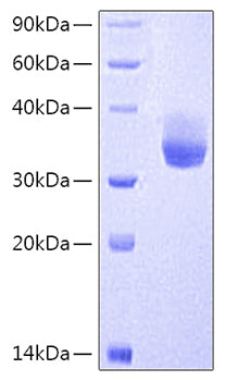 Recombinant Human CD3E&CD3G Protein