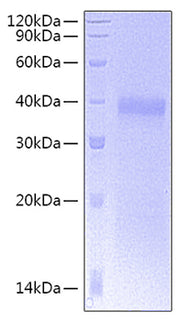 Recombinant Human CD8 alpha Protein
