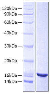 Recombinant Human CD24 Protein-VLP