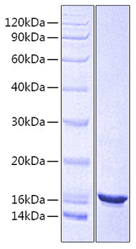 Recombinant Human CD24 Protein-VLP