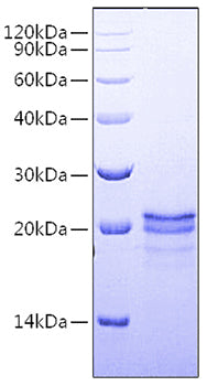 Recombinant Human LEU3/CD4 Protein