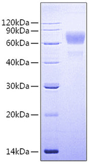 Recombinant Human CD3 epsilon Protein