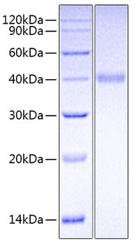 Recombinant Human CD24 Protein