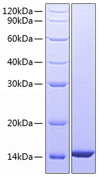 Recombinant Human Basigin EMMPRIN/CD147 Protein