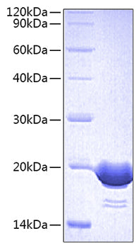 Recombinant Human CD3E&CD3D Protein