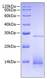 Recombinant Human/Mouse/Rat mature TGF-beta 3 Protein