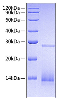 Recombinant Human/Mouse/Rat mature TGF-beta 3 Protein