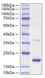 Recombinant Mouse IL-1Ra/IL-1F3/IL-1RN Protein