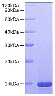 Recombinant Mouse Mature Beta-nerve growth factor/NGFB Protein
